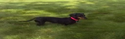 Miniature Dachshund dogs for sale: Coby - Ad 16