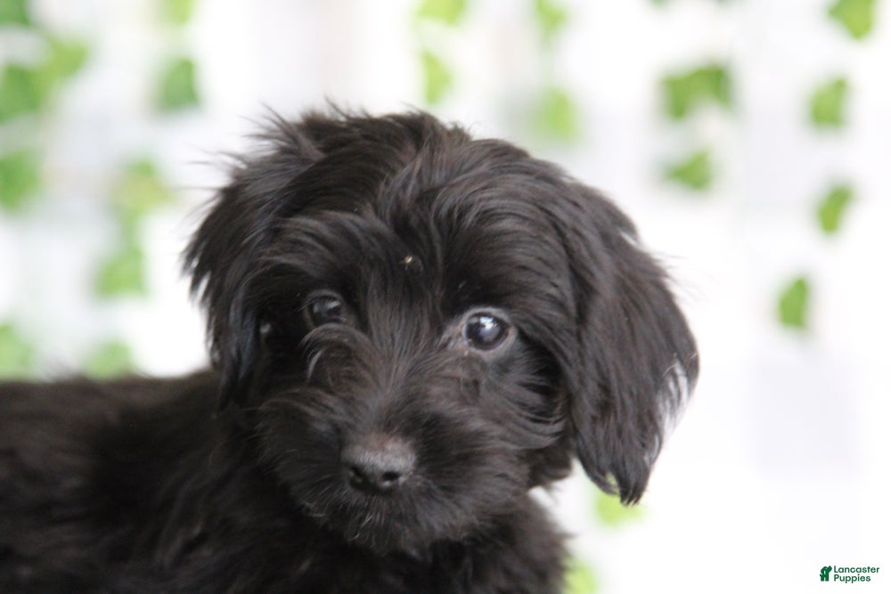 Yorkiepoo dogs Tobias - Ad 2