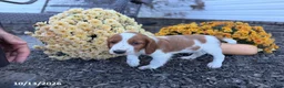 Welsh Springer Spaniel dogs for sale: Leslie - Ad 8