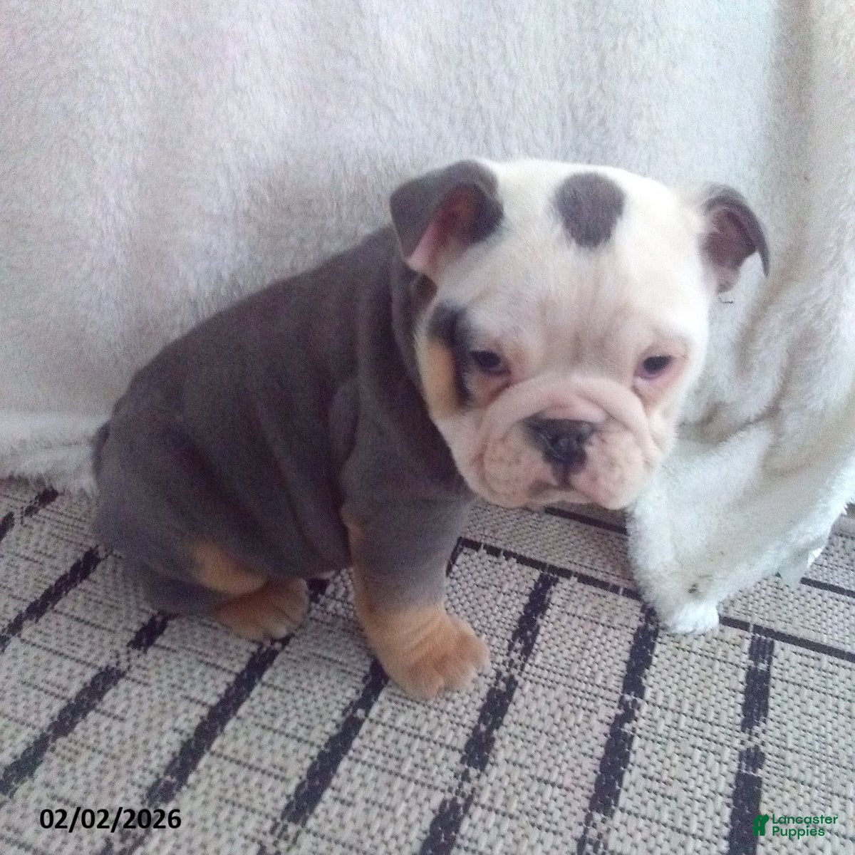 Olde English Bulldogge dogs Bentley - Ad 1