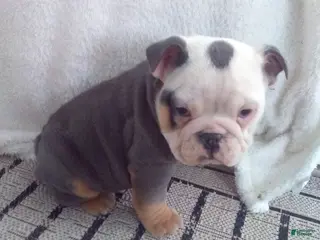 Olde English Bulldogge dogs Bentley - Ad 1