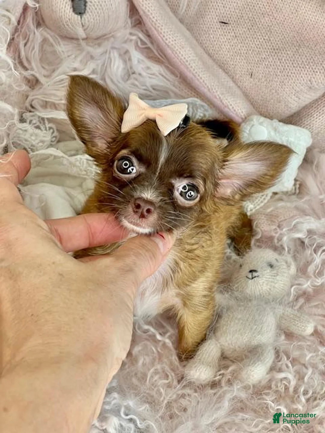 Chihuahua dogs for sale: Teacup Chihuahua Puppies - Ad 2