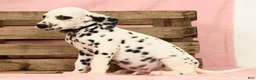 Dalmatian dogs for sale: Gunner - Ad 9