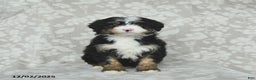 Mini Bernedoodle dogs for sale: Teddy - Ad 3