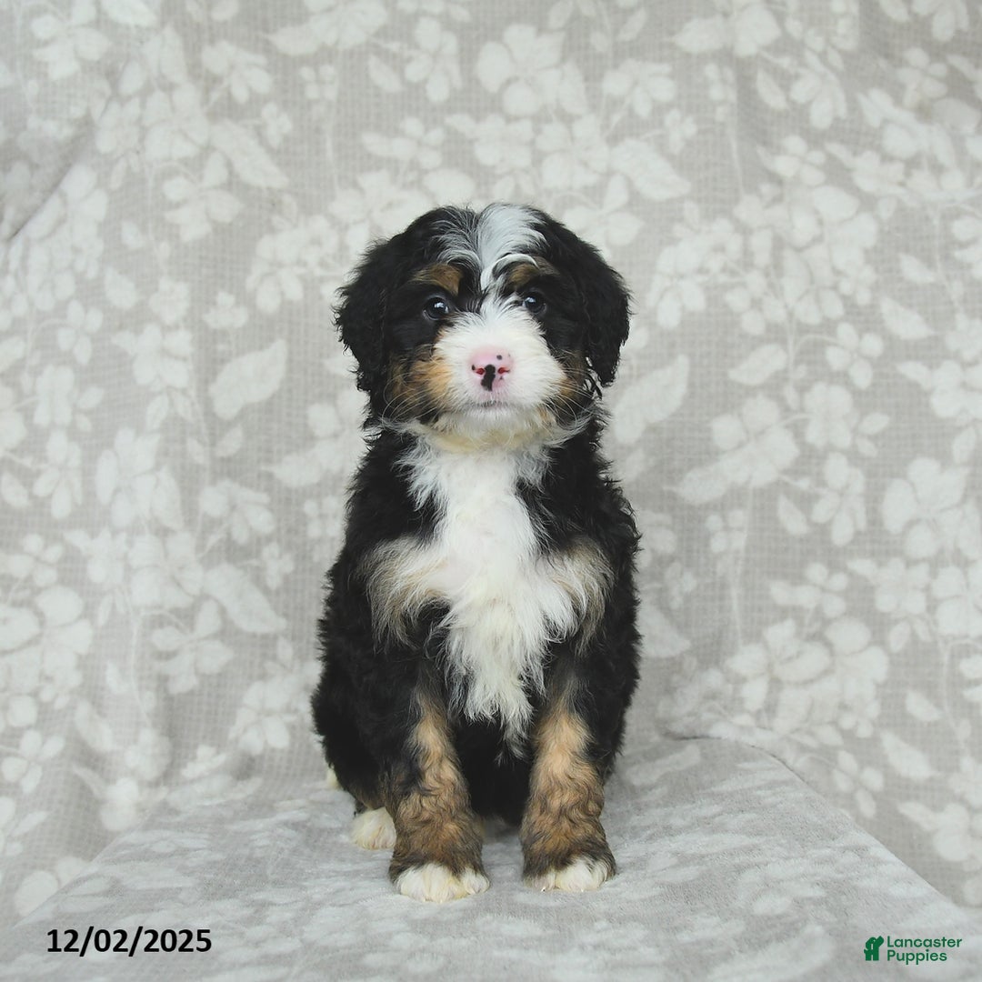 Mini Bernedoodle dogs for sale: Teddy - Ad 3