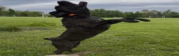 Cane Corso dogs for sale: Aries  - Ad 14