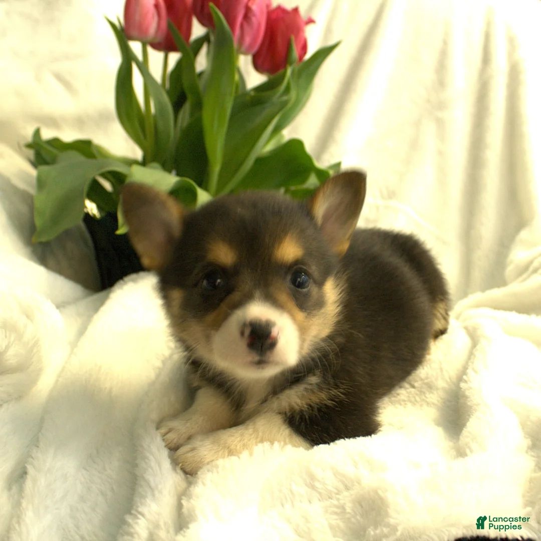 Welsh Corgi Pembroke dogs for sale: Dixie - Ad 1