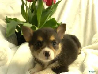 Welsh Corgi Pembroke dogs for sale: Dixie - Ad 2