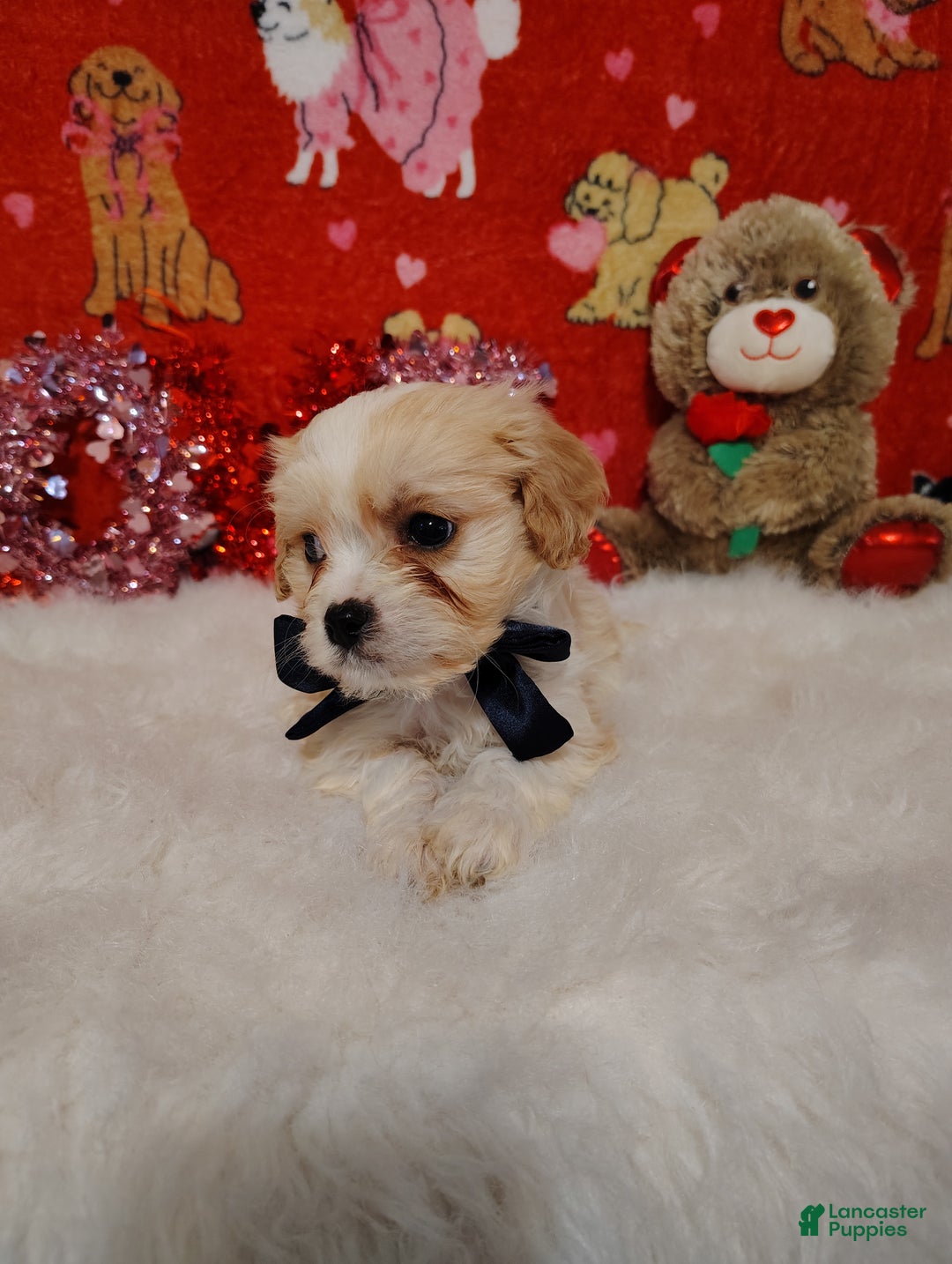 Cavapoo dogs for sale: Presley - Ad 1