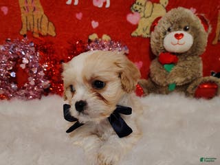 Cavapoo dogs Presley - Ad 23