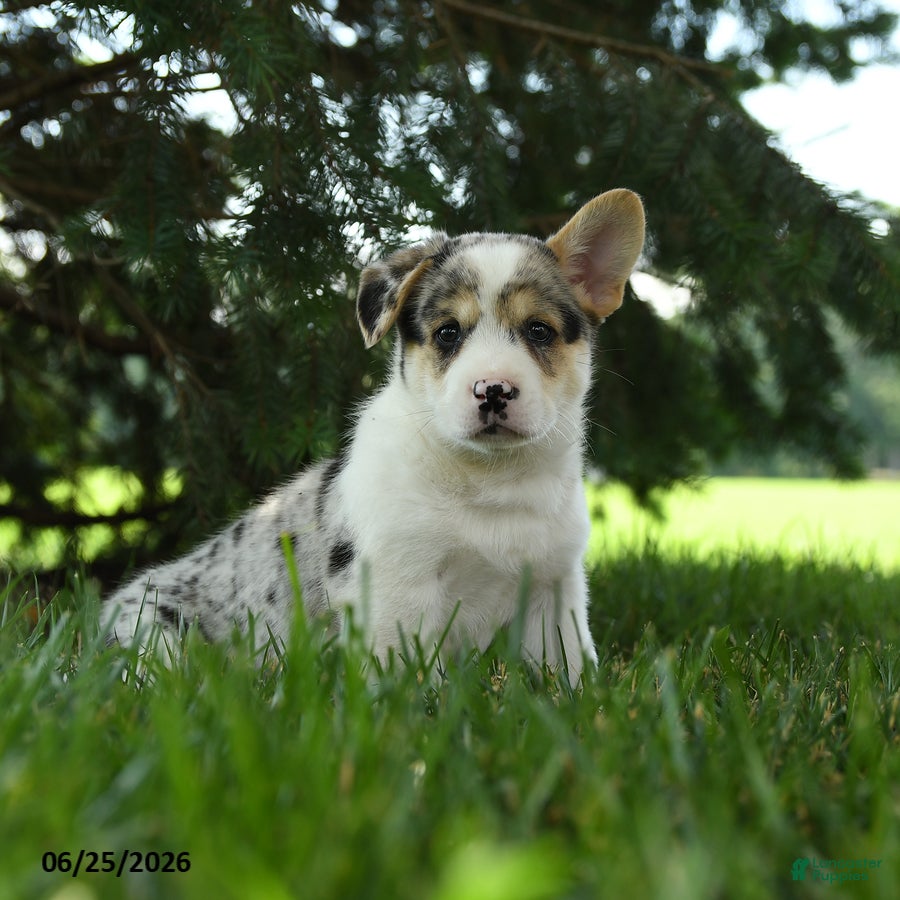 Mixed Breed dogs Auggie - Ad 1