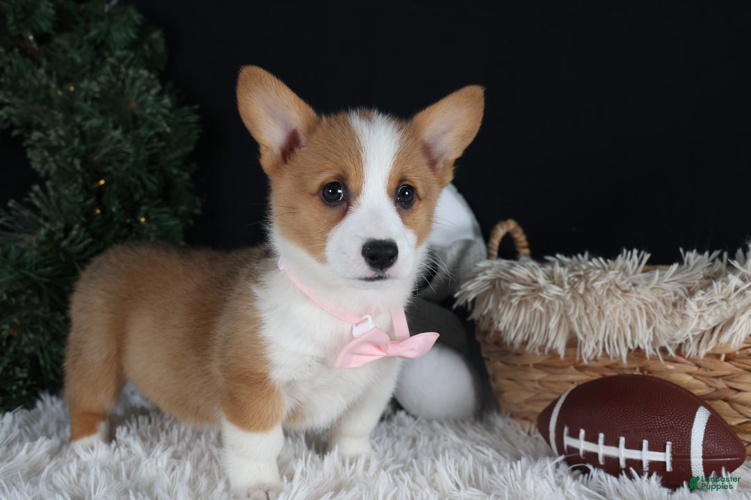 Welsh Corgi Pembroke dogs for sale: Honey - Ad 15