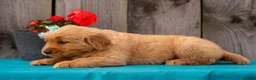 Golden Retriever dogs for sale: Tierra - Ad 8