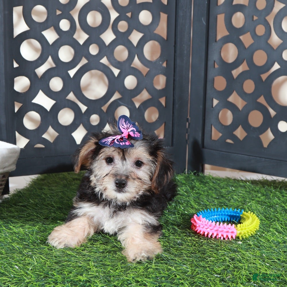 Yochon dogs Autumn Precious Female Yochon Puppy - Ad 28