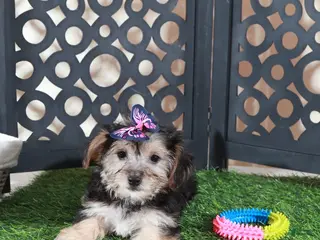 Yochon dogs Autumn Precious Female Yochon Puppy - Ad 40