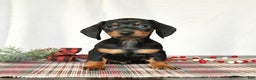 Miniature Dachshund dogs for sale: Scamper - Ad 5