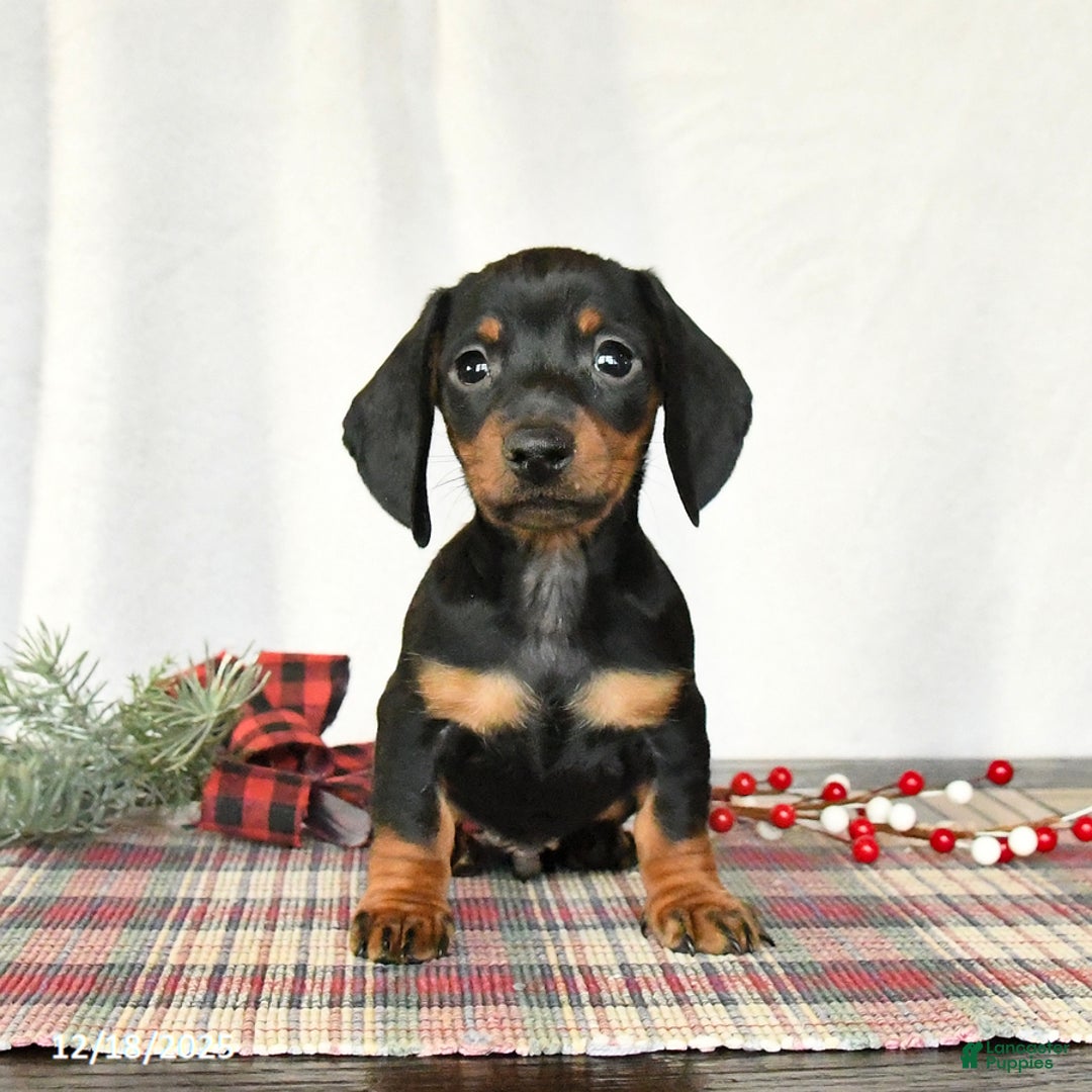 Miniature Dachshund dogs for sale: Scamper - Ad 5