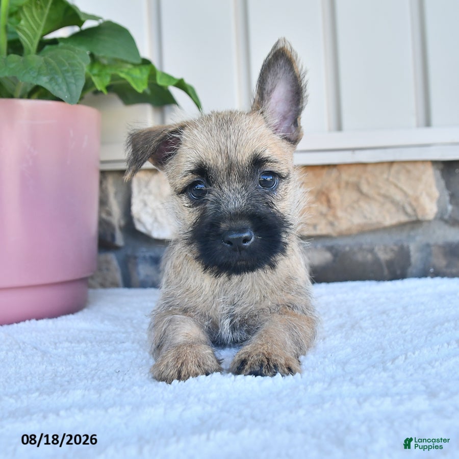 Cairn Terrier dogs for sale: Nolan - Ad 1