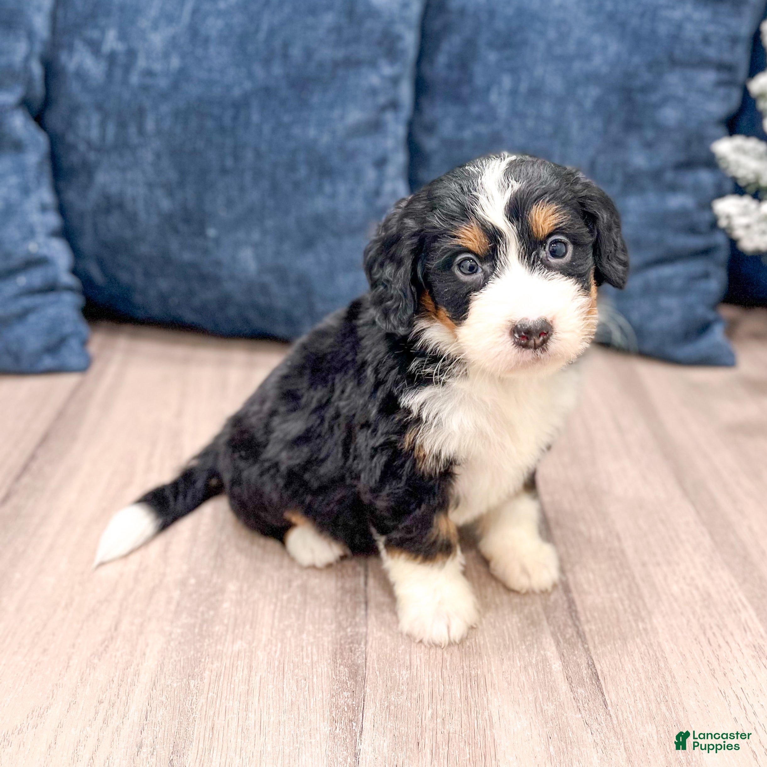 Mini Bernedoodle dogs Sasha - Ad 25