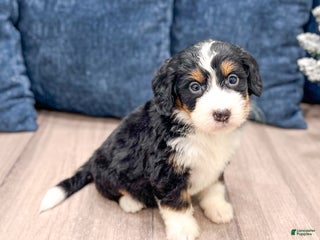 Mini Bernedoodle dogs Sasha - Ad 25