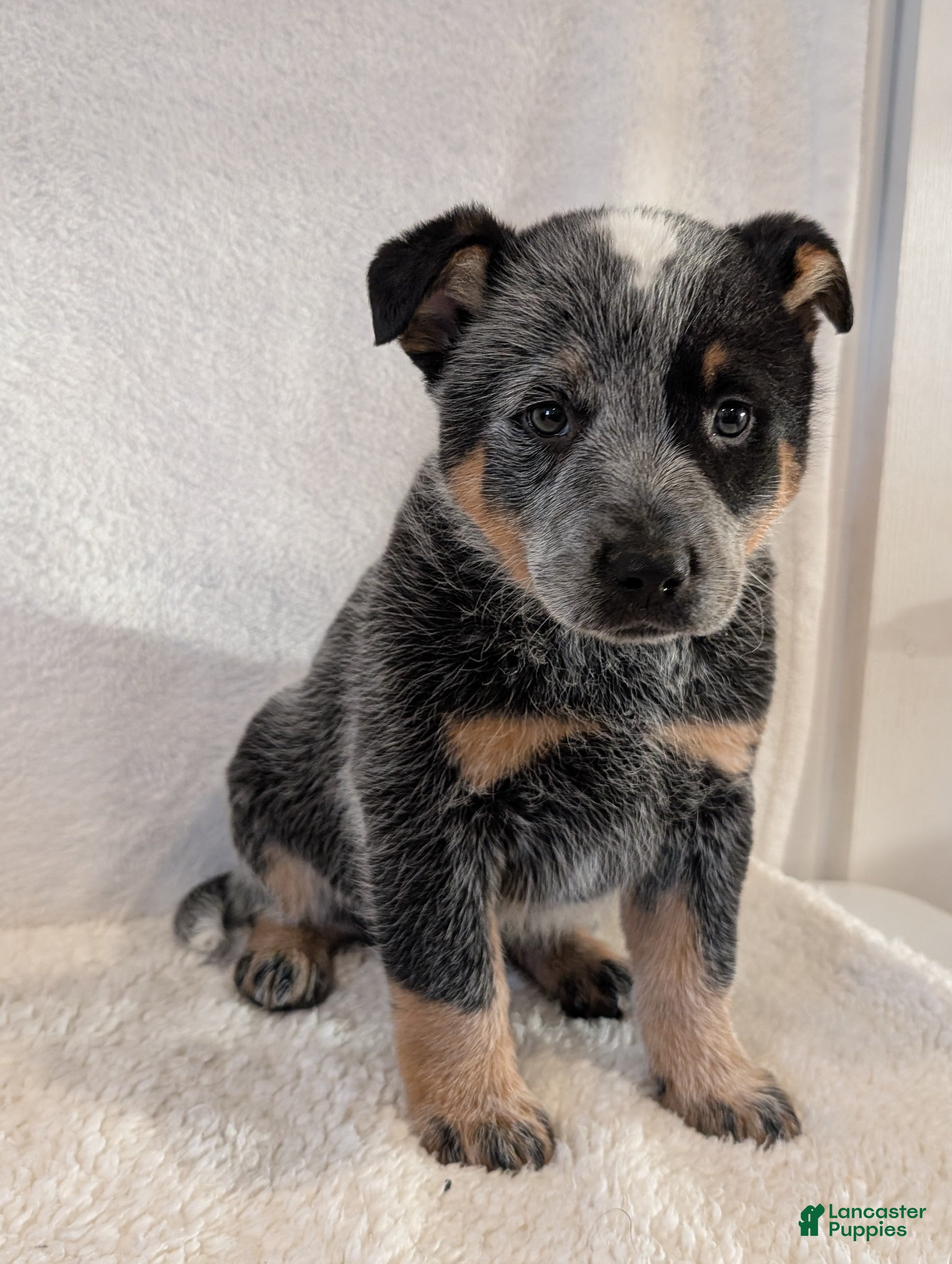 Australian Cattle Dog dogs Boomer  - Ad 30