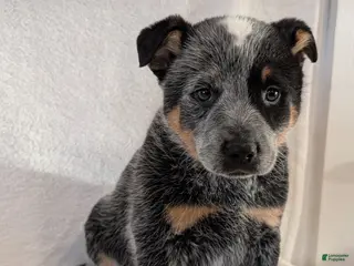 Australian Cattle Dog dogs for sale: Boomer - Ad 4