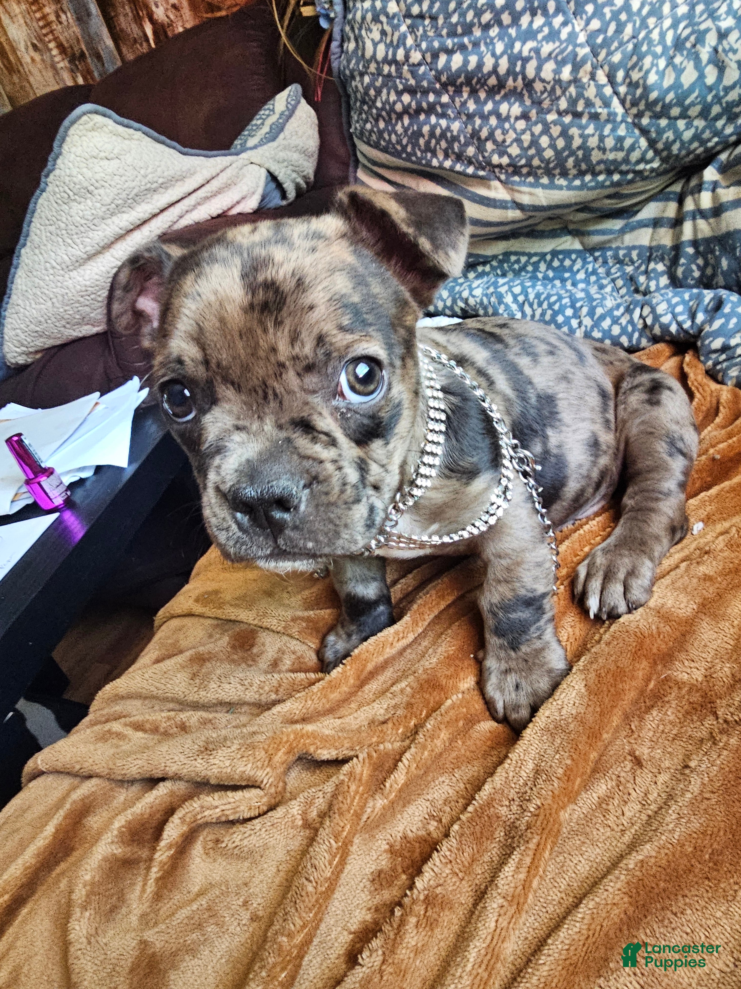 Frenchton dogs for sale: Frenchton BUBBA 🩵 - Ad 3