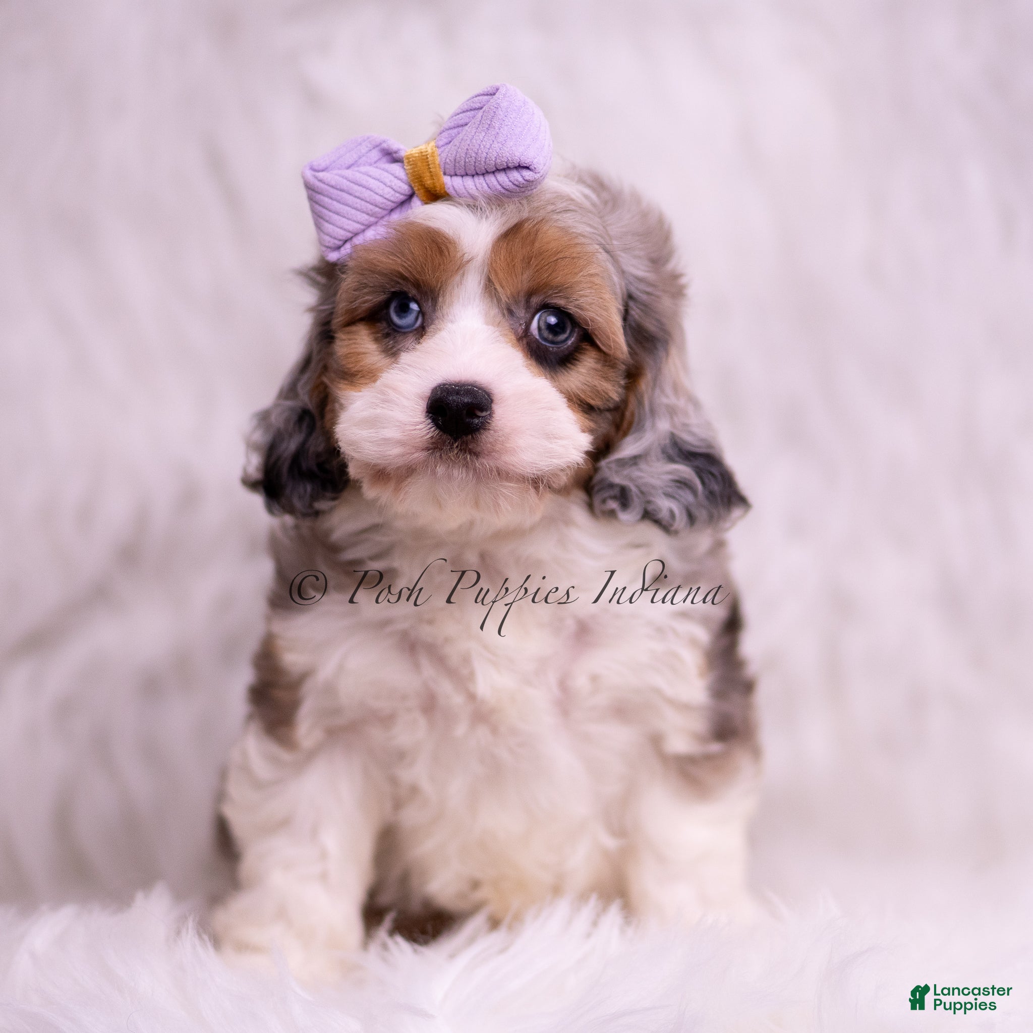 Cavapoo dogs Fantastic - Ad 27