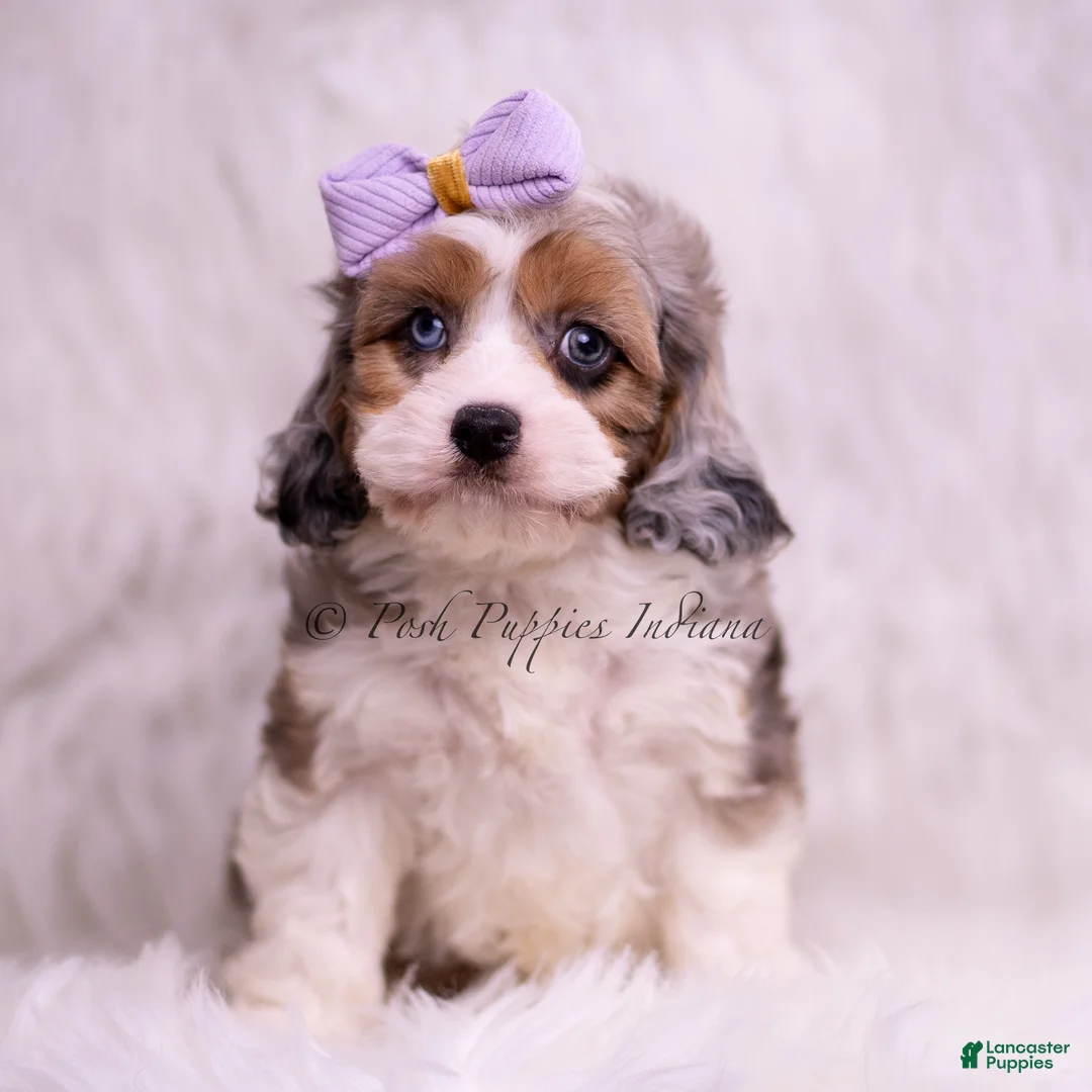 Cavapoo dogs for sale: Fantastic - Ad 1