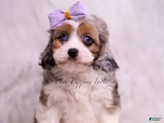 Cavapoo dogs Fantastic - Ad 10