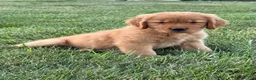 Golden Retriever dogs for sale: Lily - Ad 6