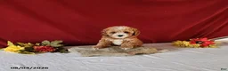 Cavapoo dogs for sale: Tonya - Ad 3