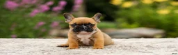 French Bulldog dogs for sale: Grace - Ad 3