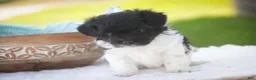 Havanese dogs for sale: Goldie Havanese  - Ad 16