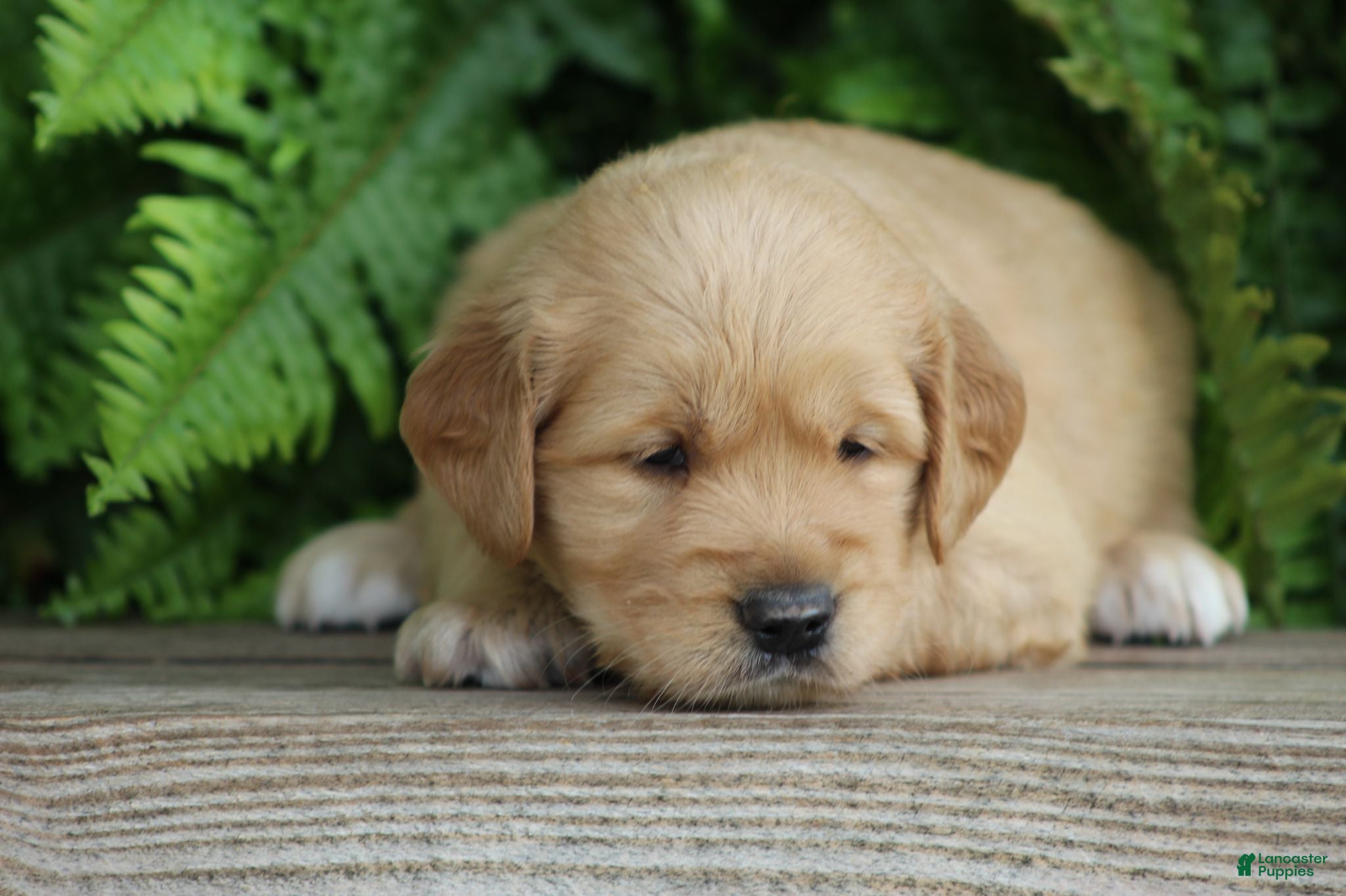 Golden Retriever dogs Sophie - Ad 2