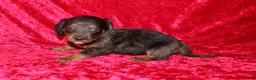 Doxiepoo dogs for sale: Doxiepoo Rapunzel - Ad 11