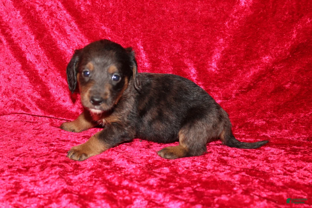 Doxiepoo dogs for sale: Doxiepoo Rapunzel - Ad 11