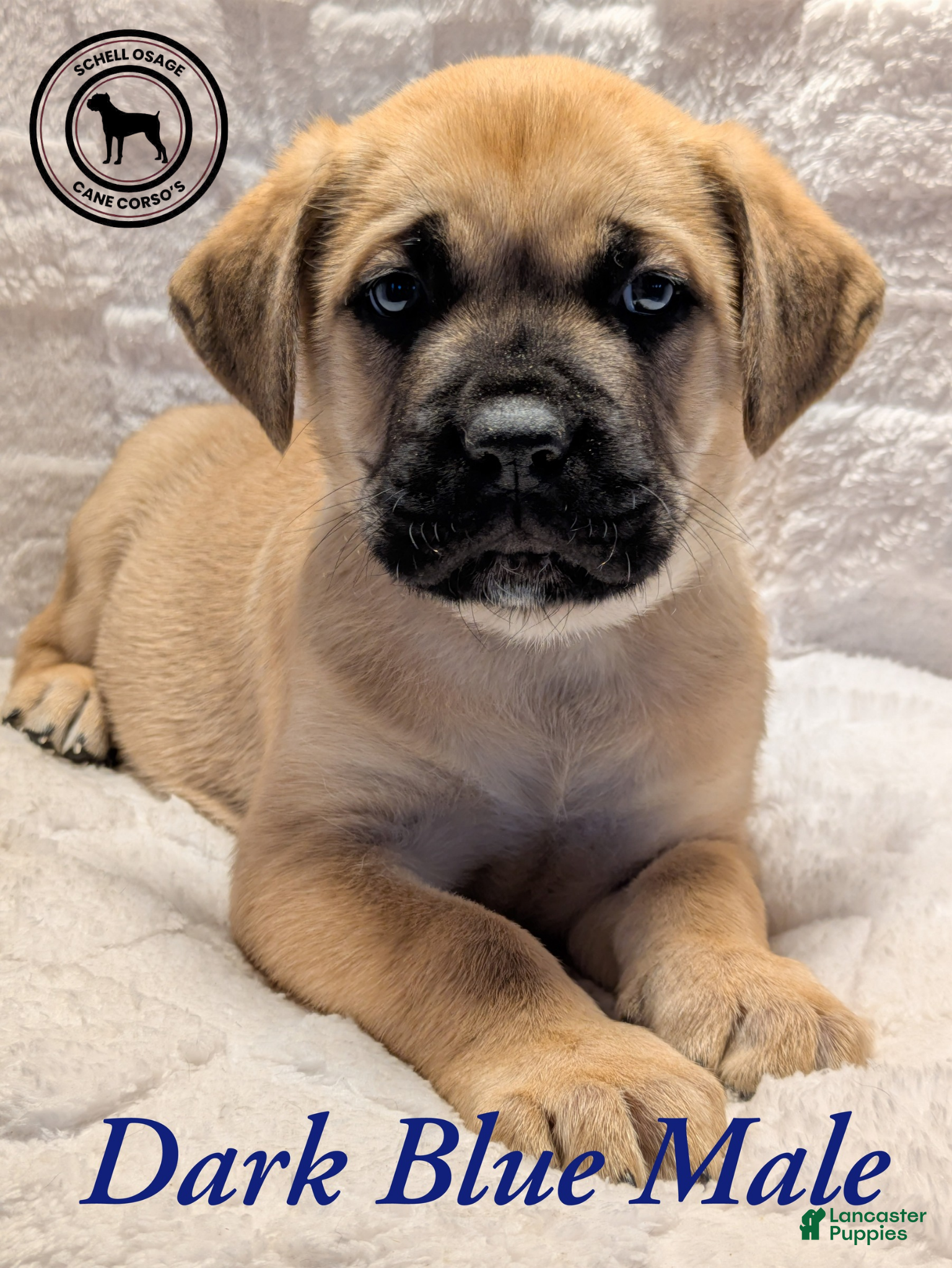 Cane Corso dogs Dark Blue - Ad 6