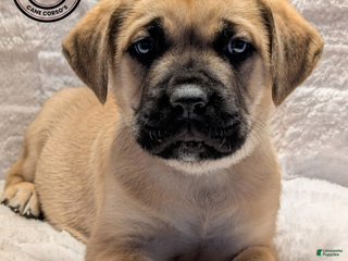 Cane Corso dogs Dark Blue - Ad 8