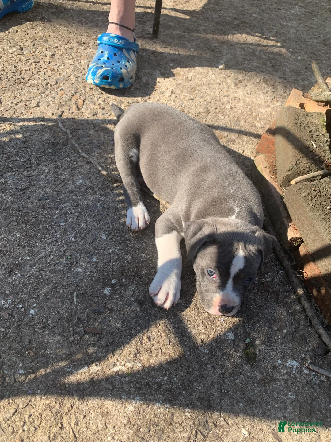 American Pit Bull Terrier dogs for sale: Thor - Ad 2