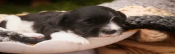 Havanese dogs for sale: Apollo Havanese  - Ad 3