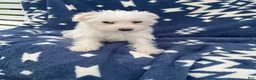 Miniature Schnauzer dogs for sale: AkcMilo - Ad 4