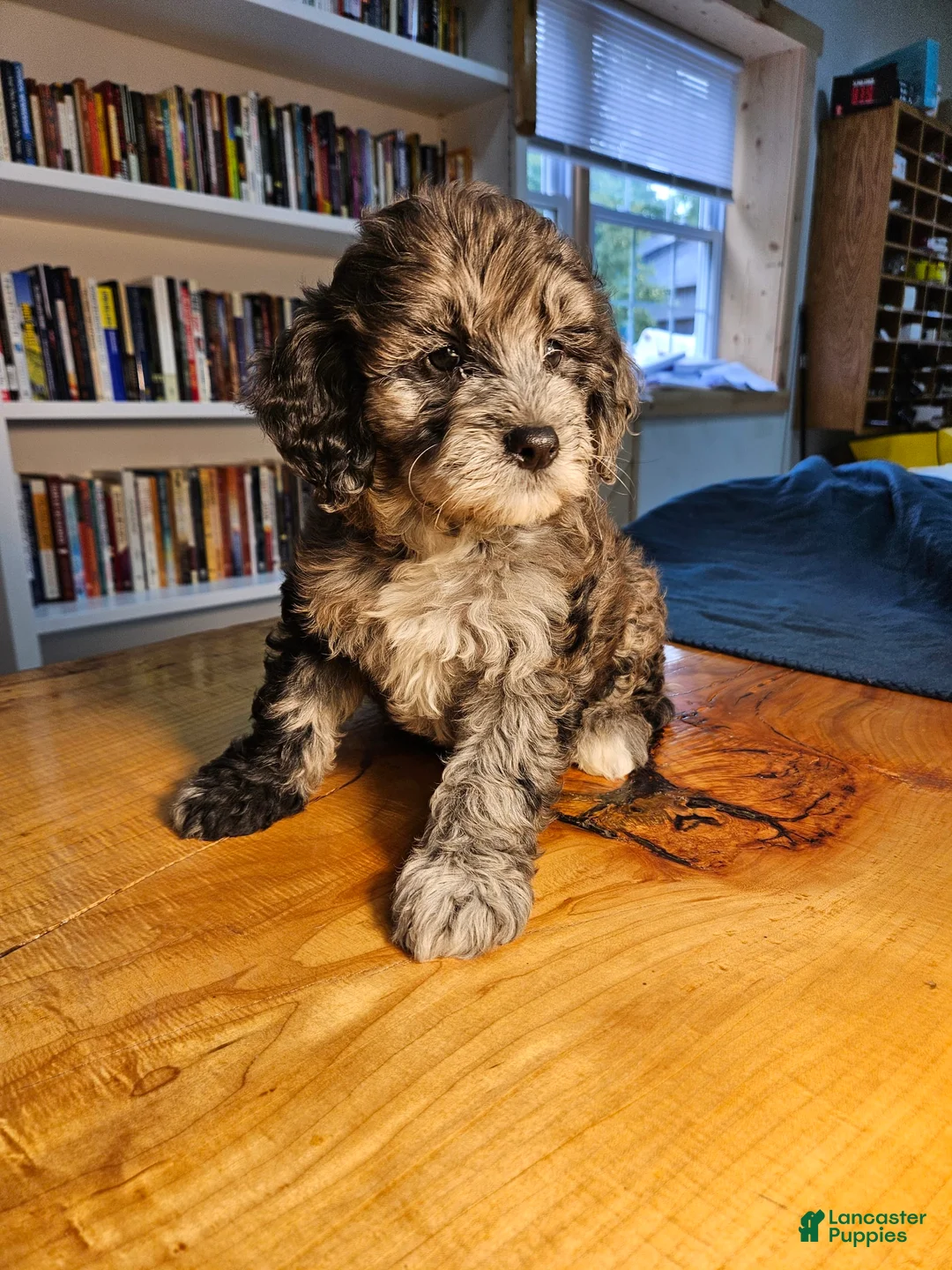 Mixed Breed dogs for sale: Cocoa - Ad 6