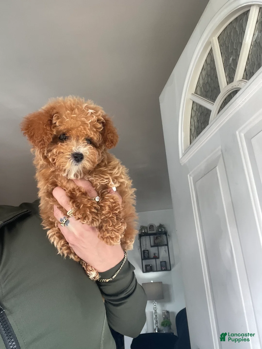 Toy Poodle dogs for sale: Teacup poodle Peep - Ad 6
