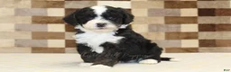 Double Doodle dogs for sale: Jacob - Ad 3