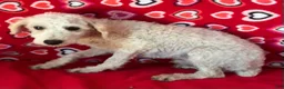 Toy Poodle dogs for sale: Mimi - Ad 9