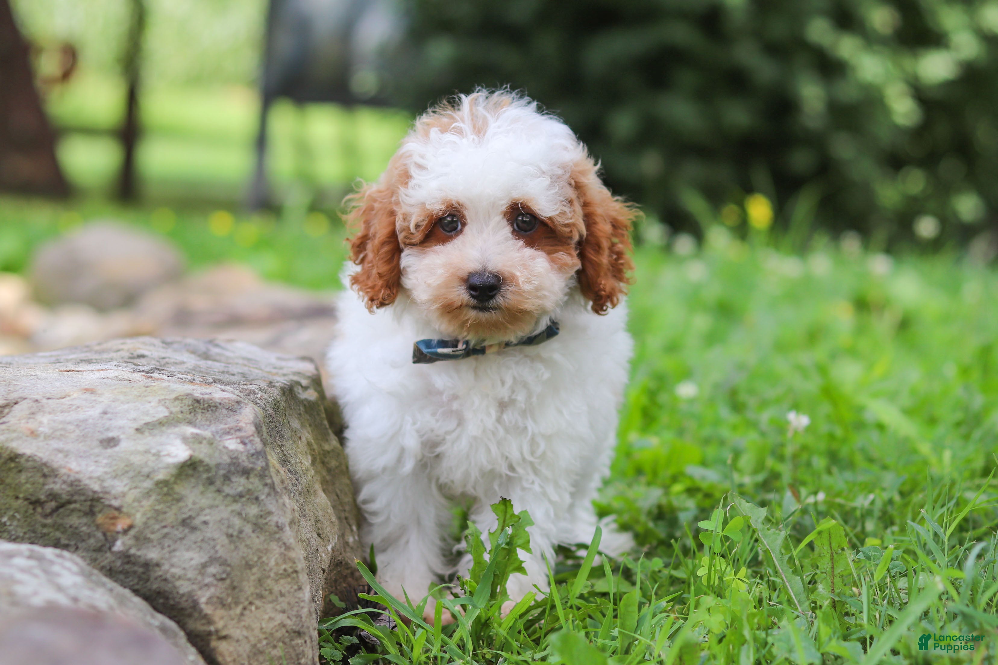 Miniature Poodle dogs Milo - Ad 1