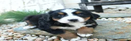 Bernese Mountain Dog dogs for sale: Lilly - Ad 1