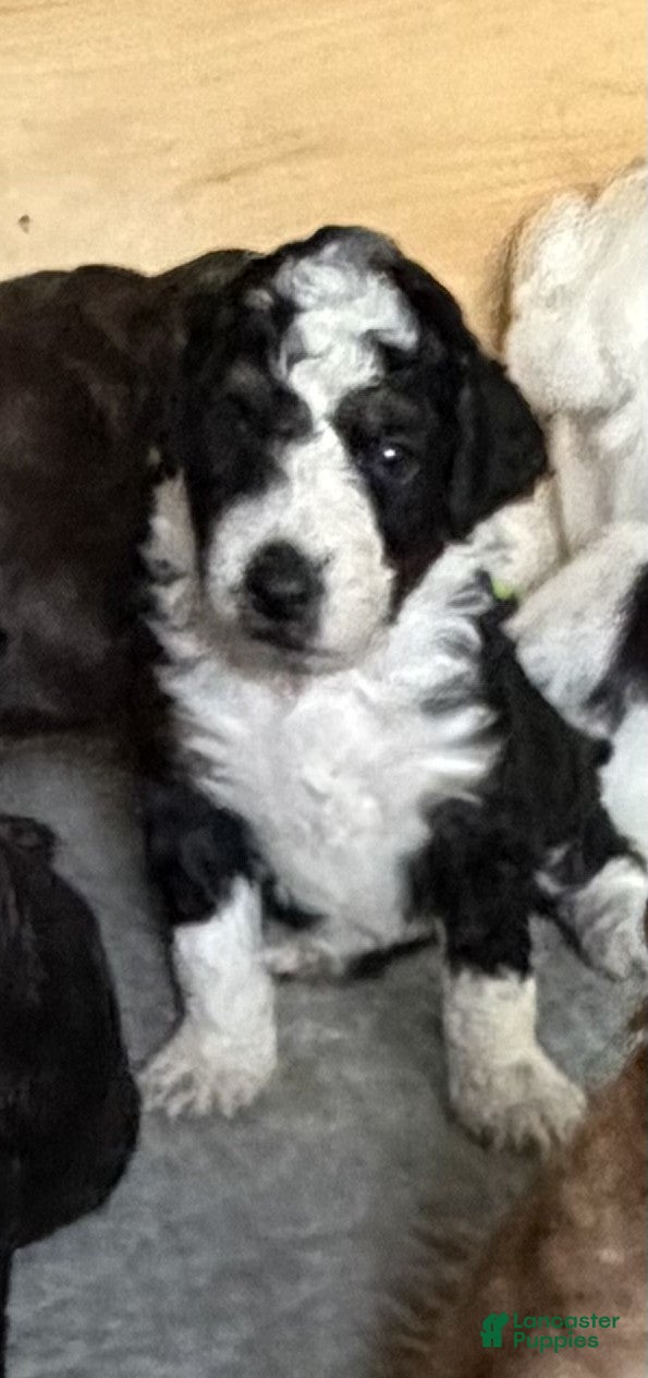 Aussiedoodle dogs Boston Rob - Ad 2