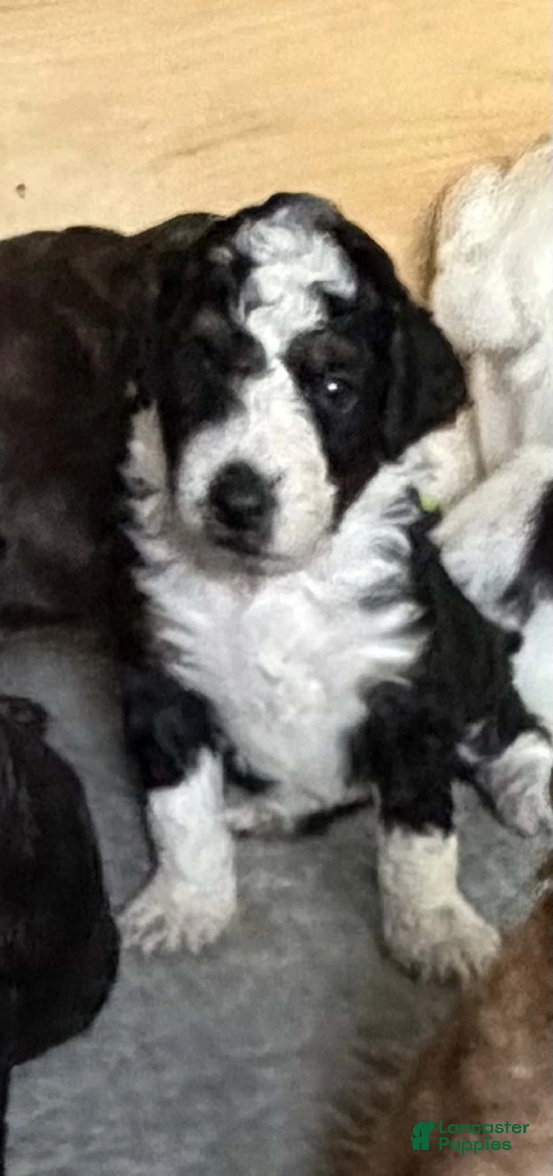 Aussiedoodle dogs for sale: Boston Rob - Ad 2